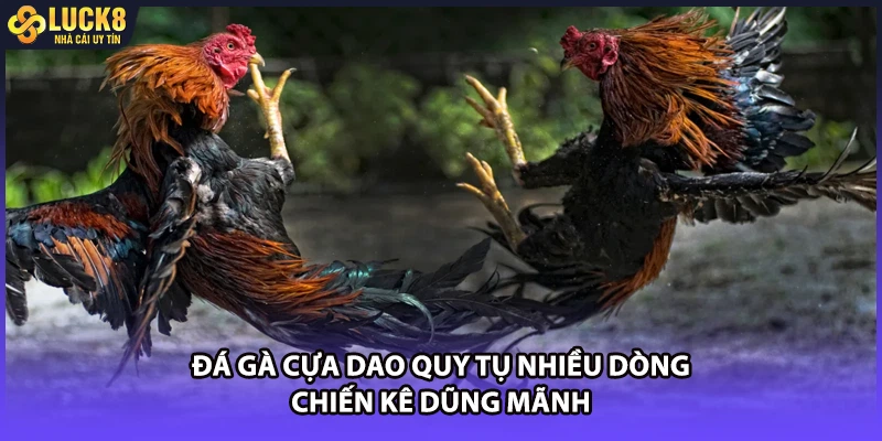 Đá gà cựa dao quy tụ nhiều dòng chiến kê dũng mãnh