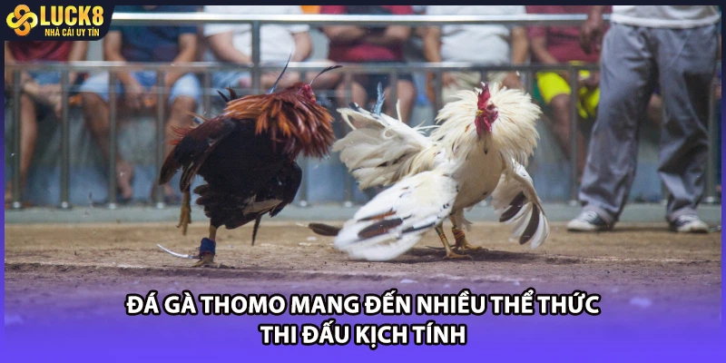 Đá gà thomo mang đến nhiều thể thức thi đấu kịch tính