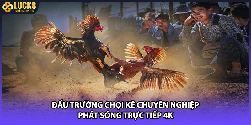 Đấu trường chọi kê chuyên nghiệp phát sóng trực tiếp 4K