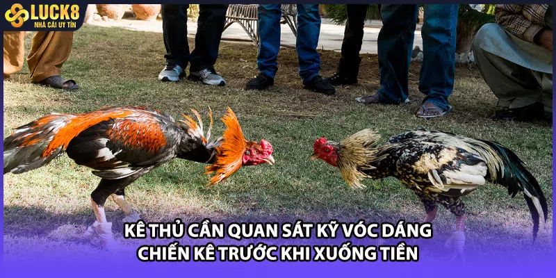 Kê thủ cần quan sát kỹ vóc dáng chiến kê trước khi xuống tiền