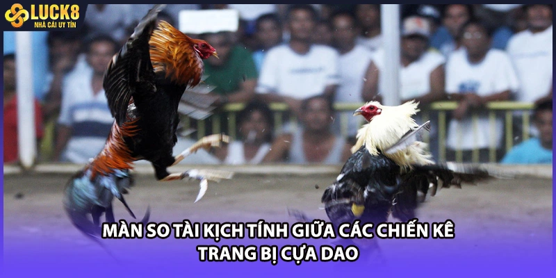 Màn so tài kịch tính giữa các chiến kê trang bị cựa dao